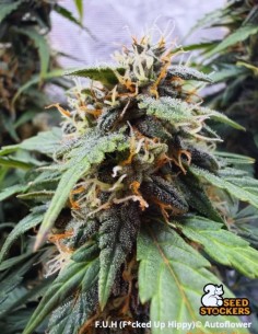 F.U.H Auto Seeds (Seedstockers) 🌿 High THC Power
