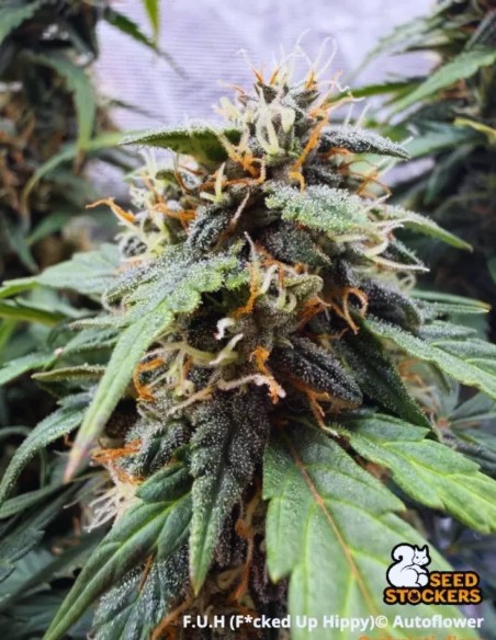 F.U.H Auto Seeds (Seedstockers) 🌿 High THC Power