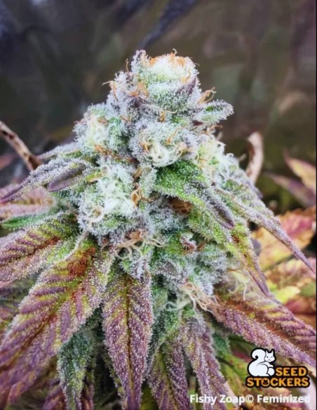 Fishy Zoap Seeds (Seedstockers) 🍬Sweet Sour Hybrid