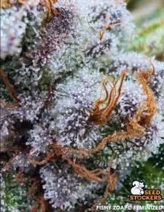 Fishy Zoap Seeds (Seedstockers) 🍬Sweet Sour Hybrid 2