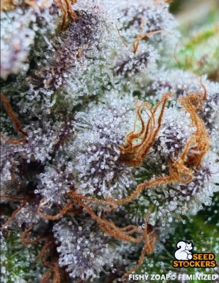 Fishy Zoap Seeds (Seedstockers) 🍬Sweet Sour Hybrid