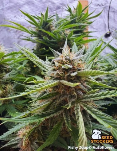 Fishy Zoap Auto Seeds (Seedstockers) 🍋 Funky Citrus Auto