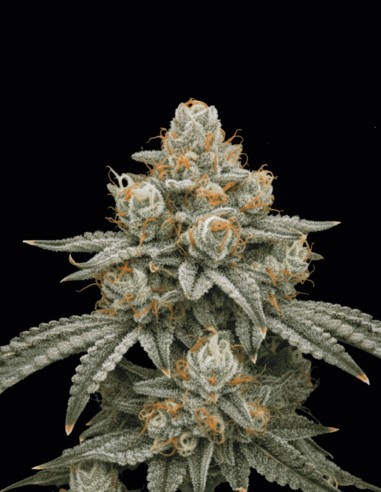 Stardawg Seeds (Seedstockers) 🌿 Legendary Hybrid