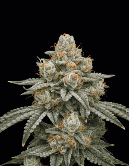 Stardawg Seeds (Seedstockers) 🌿 Legendary Hybrid