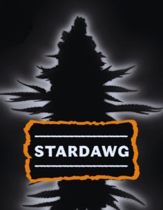 Stardawg Auto Seeds (Seedstockers) 💥 Fast Diesel Power