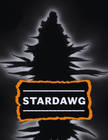 Stardawg Auto Seeds (Seedstockers) 💥 Fast Diesel Power