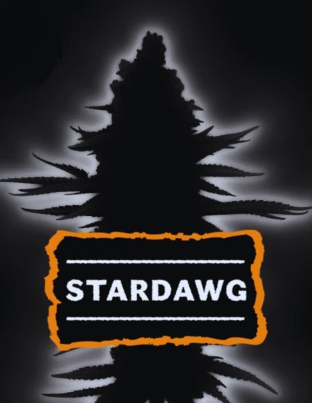 Stardawg Auto Seeds (Seedstockers) 💥 Fast Diesel Power
