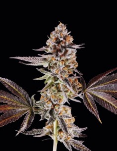 Semi La Bomba (Compound Genetics) 🌜 Effetto Onirico