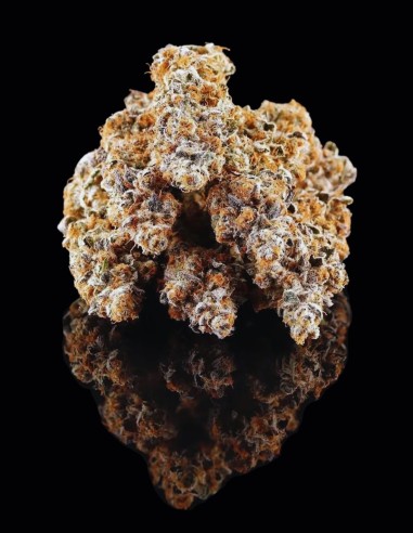 Semi La Bomba (Compound Genetics) 🌜 Effetto Onirico