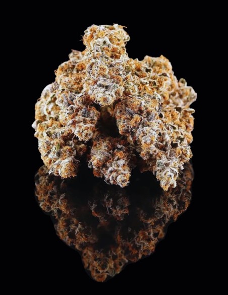 Semi La Bomba (Compound Genetics) 🌜 Effetto Onirico