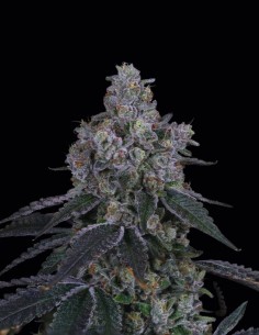 Marshmallow OG Seeds (Compound Genetics) 🍬 Sweet Relaxation