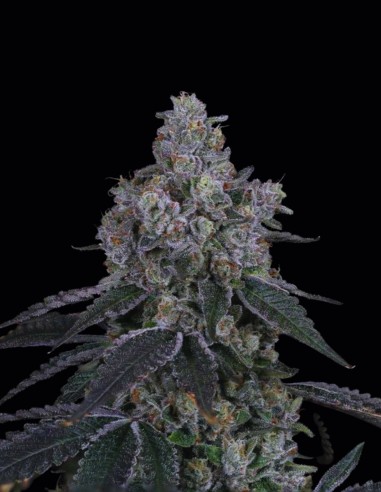 Marshmallow OG Samen (Compound Genetics) 🍬 Süße Entspannung