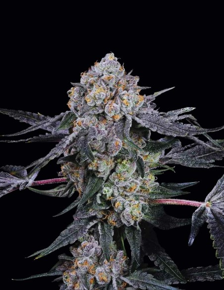 High Society Seeds (Compound Genetics) 🍩 Sweet Unique