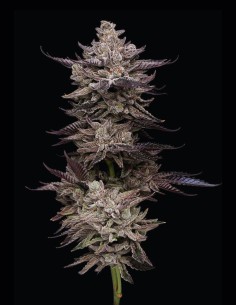 Graines Animorph Mints (Compound Genetics) 🌿 Kush Mentholé
