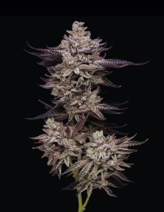 Jet Puft Seeds (Compound Genetics) 🌿 Unique Mint