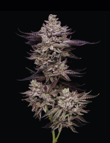 Jet Puft Seeds (Compound Genetics) 🌿 Unique Mint
