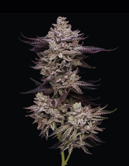 Jet Puft Seeds (Compound Genetics) 🌿 Unique Mint