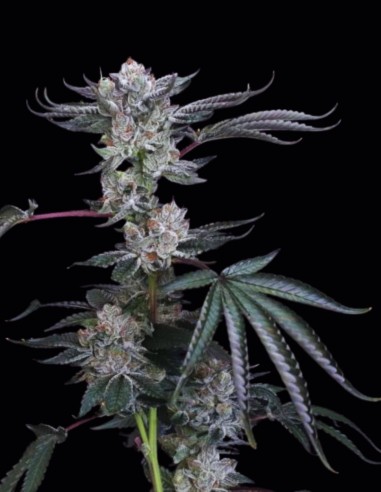 Luxar-Dos Samen (Compound Genetics) 🔥 High-THC Power