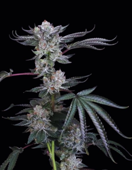 Luxar-Dos Samen (Compound Genetics) 🔥 High-THC Power