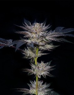 Slipstream Samen (Compound Genetics) 💥 Extrem