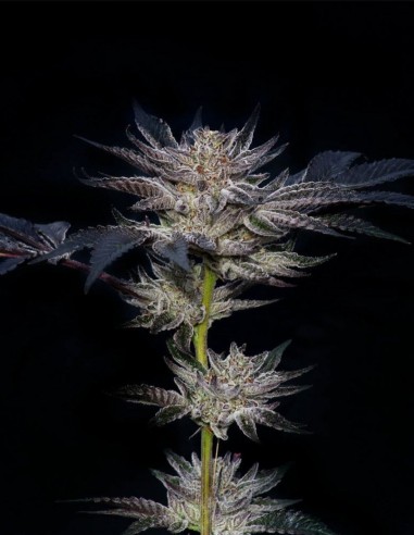 Slipstream Samen (Compound Genetics) 💥 Extrem
