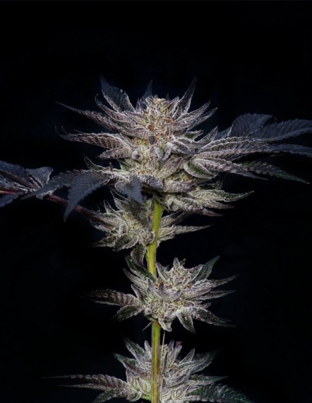 Slipstream Samen (Compound Genetics) 💥 Extrem