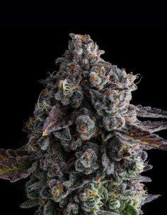 Crystal Chalice (Compound Genetics) 🍇 Haschich au Raisin Sucré