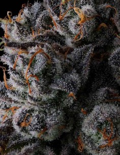 Crystal Chalice (Compound Genetics) 🍇 Haschich au Raisin Sucré 2