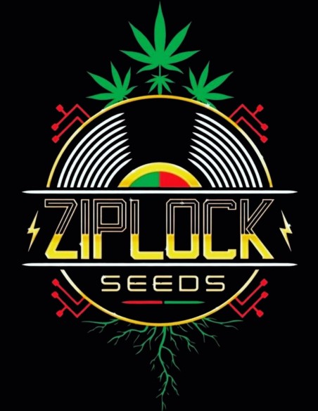 Night Vision Seeds (Ziplock Seeds) 🍋 Hybrid Power