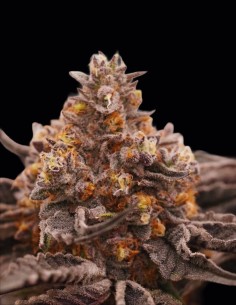 Pineapple Crush Seeds (Ziplock Seeds) 🍍 Tropical Power