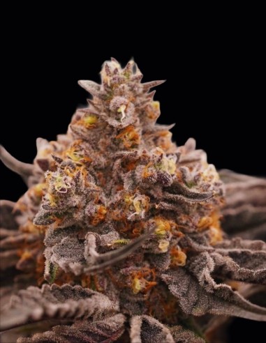 Pineapple Crush Seeds (Ziplock Seeds) 🍍 Tropical Power