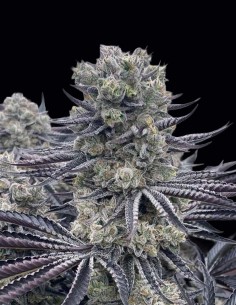 Red Dragon Seeds (Ziplock Seeds) 🍋 Citrus Vanilla