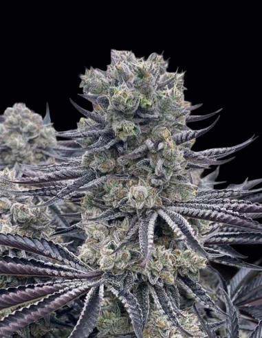 Red Dragon Seeds (Ziplock Seeds) 🍋 Citrus Vanilla
