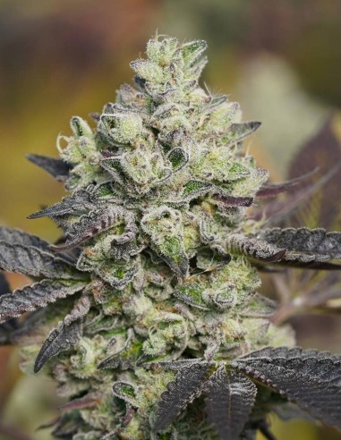 Red Dragon Seeds (Ziplock Seeds) 🍋 Citrus Vanilla