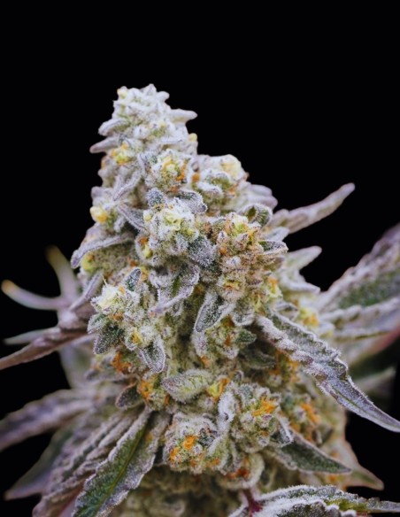 Queen Bee Seeds (Ziplock Seeds) 🌿 Exotic Terps