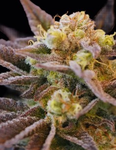 Voodoo Child Seeds (Ziplock Seeds) ⚡ Energetic High