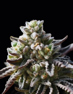 Znow Leopard Seeds (Ziplock Seeds) 🍋 Citrus Dessert