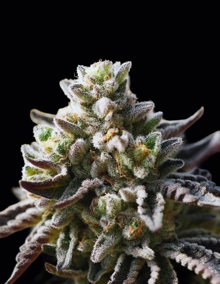 Znow Leopard Seeds (Ziplock Seeds) 🍋 Citrus Dessert