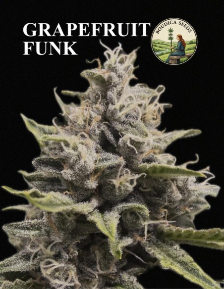 Grapefruit Funk Samen (Boudica Seeds) 🍋 Zitrus Skunk