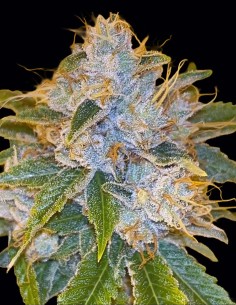 Midnight Rumble Samen (Karma Genetics) 🌱 Premium-Linie
