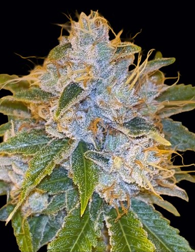 Midnight Rumble Samen (Karma Genetics) 🌱 Premium-Linie