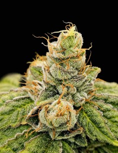 Club Kush Seeds (Karma Genetics) 🌿 High Yield