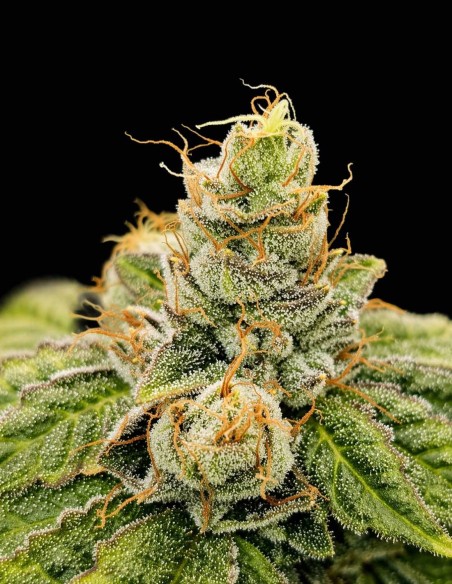 Club Kush Seeds (Karma Genetics) 🌿 High Yield