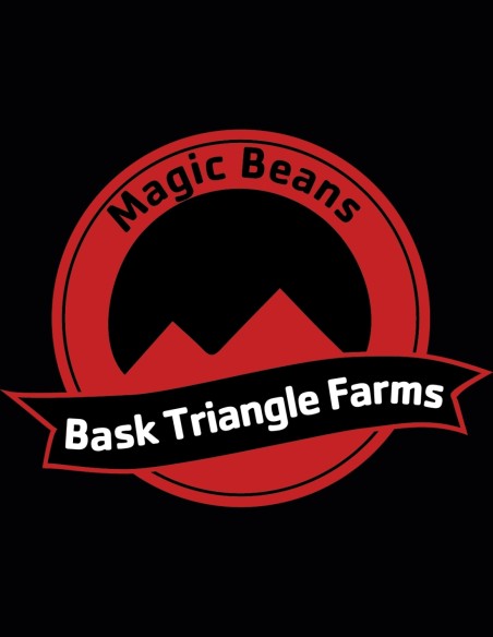 Georgia Gaz Regular Seeds (Bask Triangle Farms) 🧁 Dessert