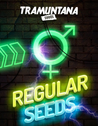 Banana OG x Zkittlez Regular Seeds (Tramuntana) 🍌 High THC