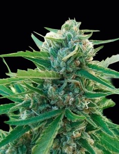 Sugar Black Rose Early Seeds (Delicious) 🍒 Frutta Dolce
