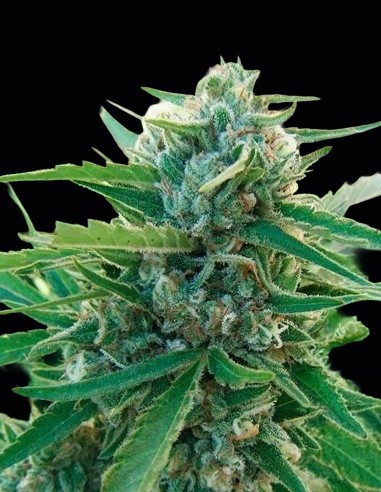 Sugar Black Rose Early Seeds (Delicious) 🍒 Sweet Fruit