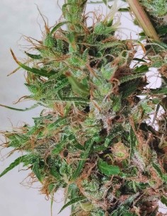 Papúa Nueva Guinea Regular Seeds (ACE Seeds) 🌴 Tropical