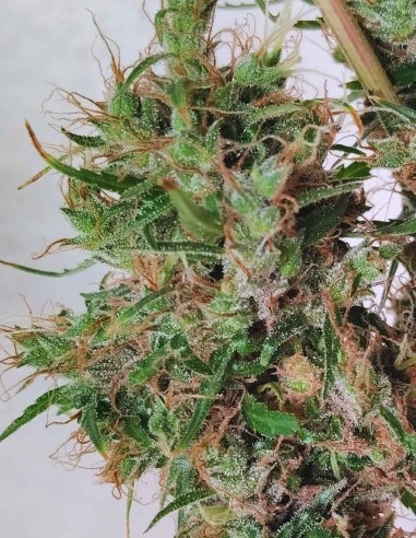 Papúa Nueva Guinea Regular Seeds (ACE Seeds) 🌴 Tropical