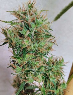 Papúa Nueva Guinea Regular Seeds (ACE Seeds) 🌴 Tropical 2